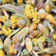 Fennel Pollen - Wild