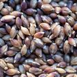 Organic Purple Barley